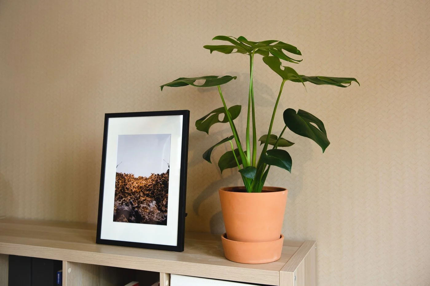 木製の棚に置かれた観葉植物と写真のフレーム